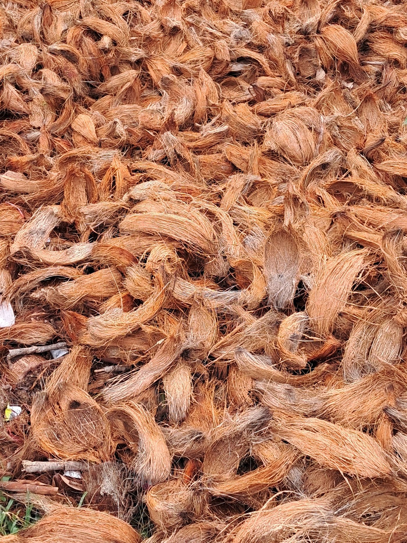 Comparação entre fibra de coco longa e fibra curta extraídas da casca